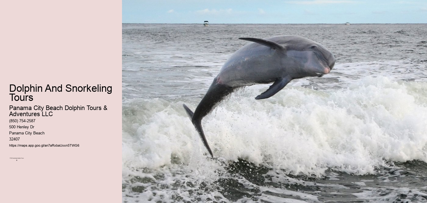 Dolphin And Snorkeling Tours